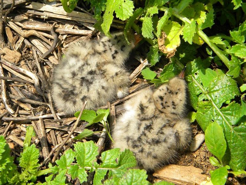 By Sarah Nystrom/United States Fish and Wildlife Service; Public Domain.